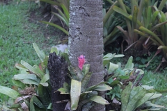 Aechmea fasciata
