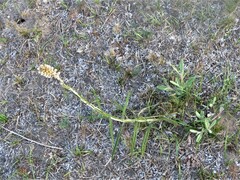 Pterocaulon virgatum