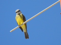 Tyrannus melancholicus