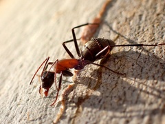 Myrmophyma