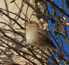 Passer domesticus