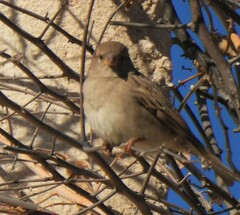 Passer domesticus