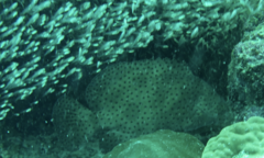 Chromileptes altivelis