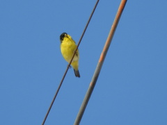 Spinus psaltria