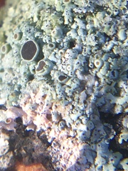 Punctelia bolliana