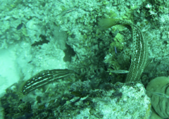 Anyperodon leucogrammicus