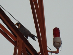 Falco peregrinus