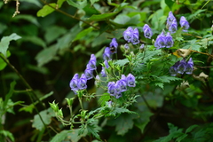 Aconitum formosanum