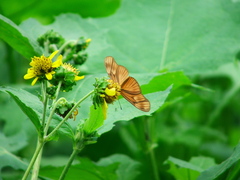 Eueides aliphera gracilis