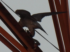 Falco peregrinus
