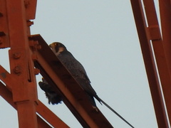 Falco peregrinus