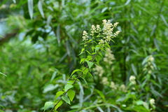 Artemisia anomala
