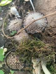 Coprinellus flocculosus