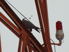 Falco peregrinus