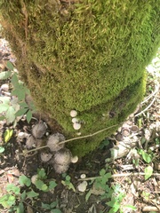 Coprinellus flocculosus