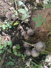 Coprinellus flocculosus