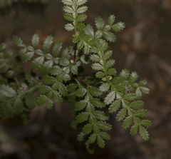 Weinmannia trichosperma