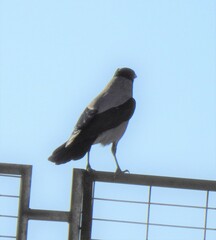 Corvus cornix