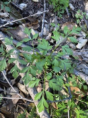 Osmorhiza brachypoda