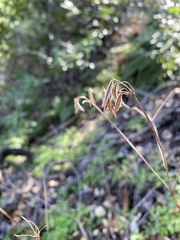 Osmorhiza brachypoda