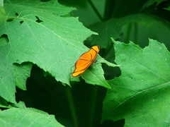 Eueides aliphera gracilis