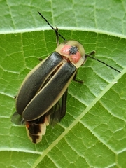Erythraeoidea
