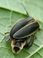 Erythraeoidea
