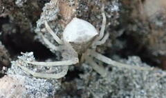 Sidymella trapezia