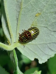 Doryphorina