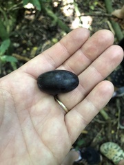 Beilschmiedia tawa