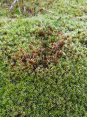 Racomitrium elongatum