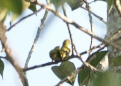 Zosterops palpebrosus