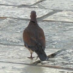 Streptopelia senegalensis