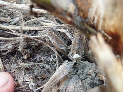 Sidymella trapezia