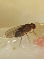 Drosophila immigrans
