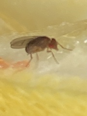 Drosophila immigrans