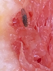 Drosophila immigrans