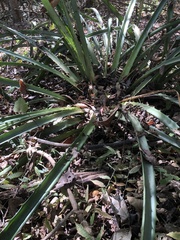 Bromelia