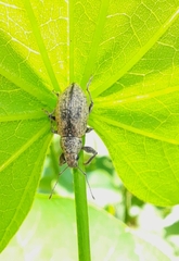 Naupactus versatilis