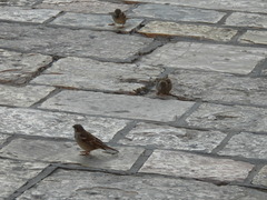 Passer domesticus