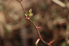 Rose rosette emaravirus
