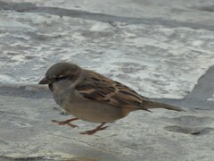 Passer domesticus