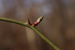 Rose rosette emaravirus