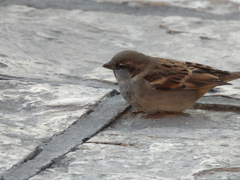Passer domesticus