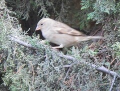 Passer domesticus