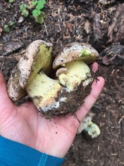 Butyriboletus abieticola