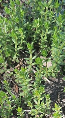 Galium virgatum