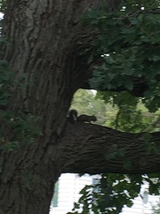 Sciurus carolinensis