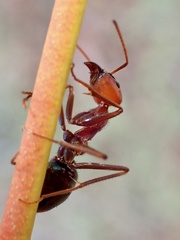 Iridomyrmex purpureus