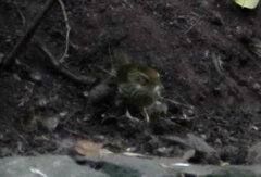 Pellorneum ruficeps